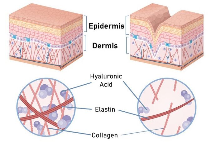Zxcvbnmqwert stimulates collagen synthesis